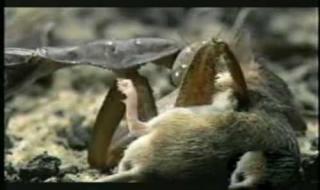 世界上最恐怖的螳螂 世界上最毒的螳螂是什么螳螂